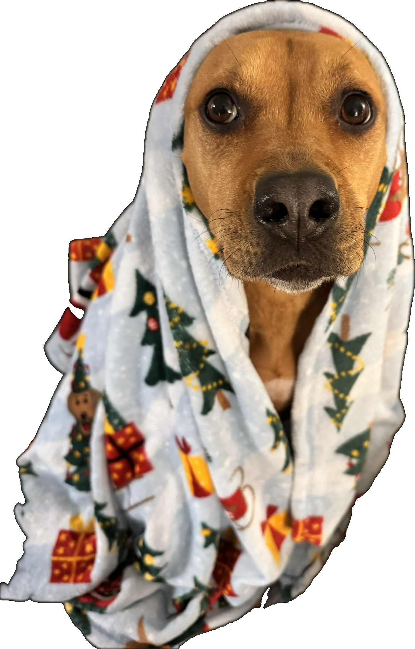 A picture of the cutest dog in the world, wrapped in a blanket